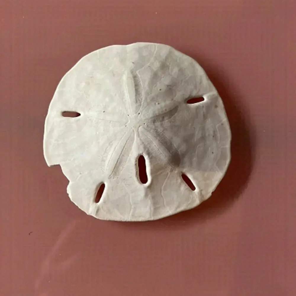Imperfect Sand Dollar 🐚✨